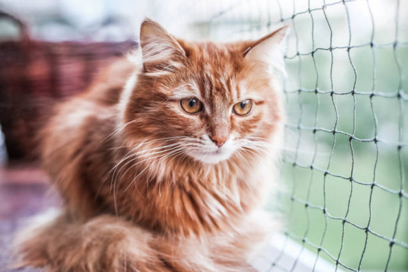 Tela de Proteção Animais Valores Jardim Vera Cruz - Tela para Gatos
