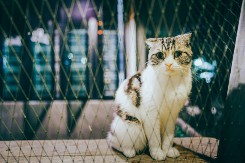 Tela para Proteção de Animais Apartamento Enseada - Tela para Proteção de Gatos